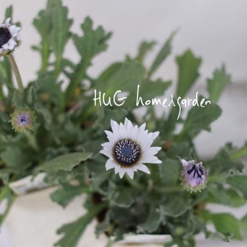 Hug Home Garden アークトチス グランディス