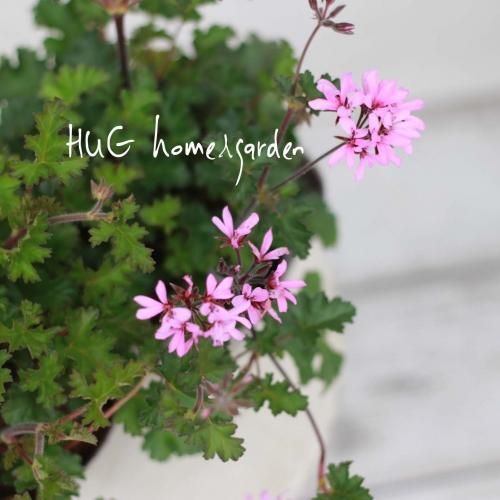 HUG home&garden | 原種系ぺラルゴニウム『ラベンダーラス』