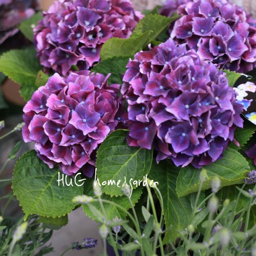 Hug Home Garden 紫陽花 カルメン