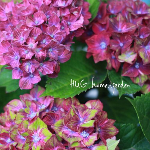 Hug Home Garden 紫陽花 シュロスバッカーバルド