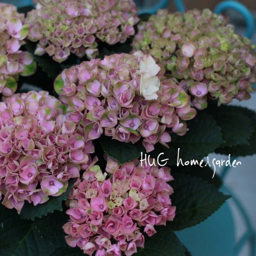 Hug Home Garden 紫陽花 マジックレボリューション ピンク