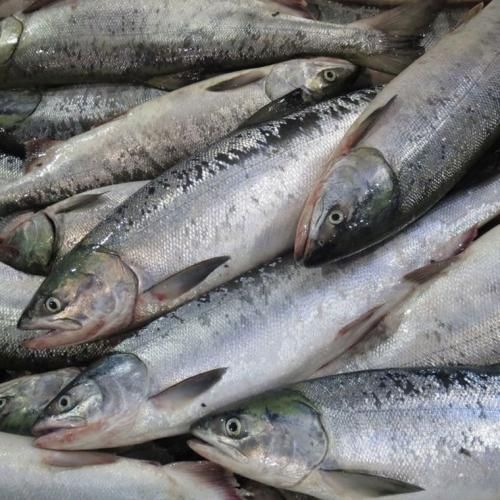 塩秋鮭(4切・1パック×5パック入)【送料無料(沖縄県除く)/消費 塩秋鮭(4切・1パック×5パック入)【送料無料(沖縄県除く)/消費