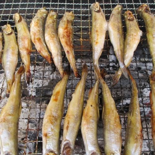 ししゃも 一夜干し本ししゃも（オス・メス込）＜30尾入＞【送料無料(沖縄県除く