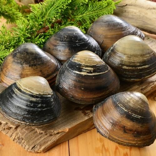 活ほっき貝 大 送料無料 消費税込 しらぬか味覚直行便 活ほっき貝 大 送料無料 消費税込 しらぬか味覚直行便