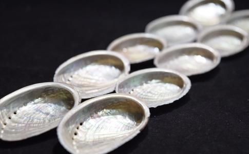 セージ、さざれ用貝殻アバロンシェル