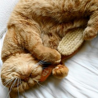 REDECKER レデッカー 猫が喜ぶキャットブラシ&手入れ用リムーバーセット