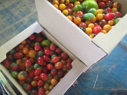 カラフルミニトマト　全7色　2キロ