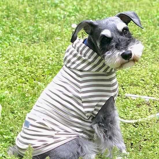 犬服 クールネック フーディー プラス 保冷剤付 T C オリジナル 犬猫用のおしゃれで可愛いオリジナルのペット用品 輸入ペット用品のお店 Tommy Catty トミーアンドキャティ 犬服 クールネック フーディー プラス 保冷剤付 T C オリジナル 犬猫用のおしゃれで可愛いオリジナルのペット用品 輸入ペット用品のお店 Tommy Catty トミーアンドキャティ