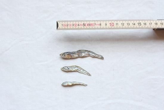 無塩いりこ煮干し50g 小袋 犬の手作りおやつの専門店 犬の一日 無塩いりこ煮干し50g 小袋 犬の手作りおやつの専門店 犬の一日