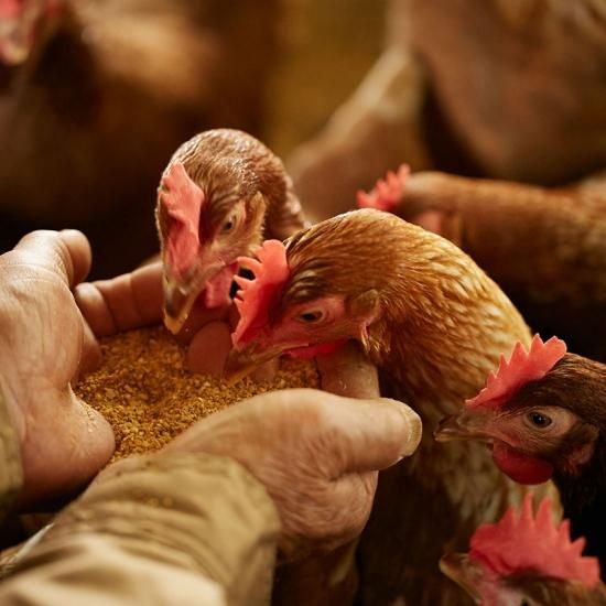 ブランド生たまご 日の出たまご（30個入） | ZIPで紹介！ - 伊豆のお