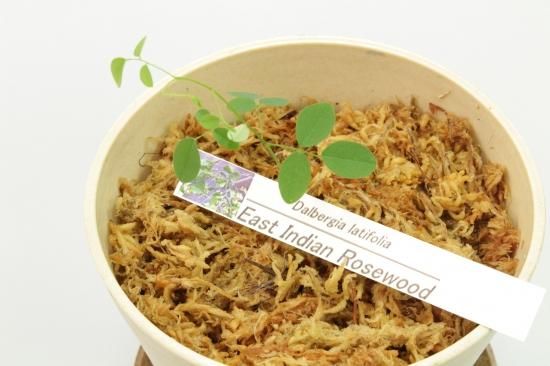 2019年産イーストインディアンローズウッド 苗木 - Geek IN Box