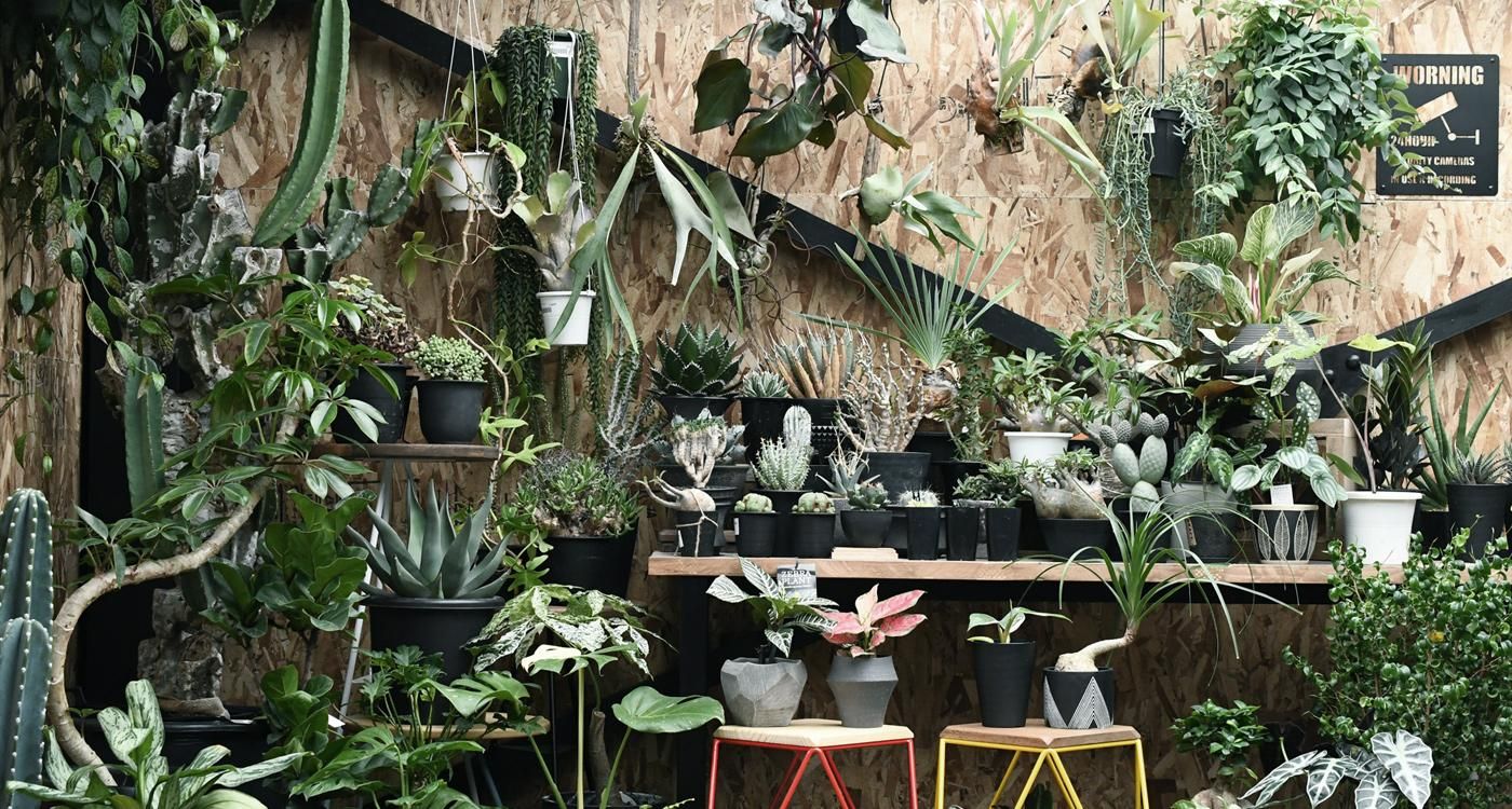 フラワー・ガーデニング Hoa 観葉植物・生花・ドライフラワー通販 SULK GREEN