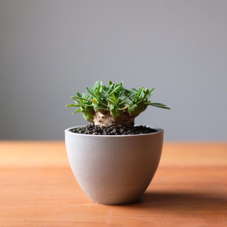 ユーフォルビア 峨眉山 鉢セット - 観葉植物・生花・ドライ ユーフォルビア 峨眉山 鉢セット - 観葉植物・生花・ドライ