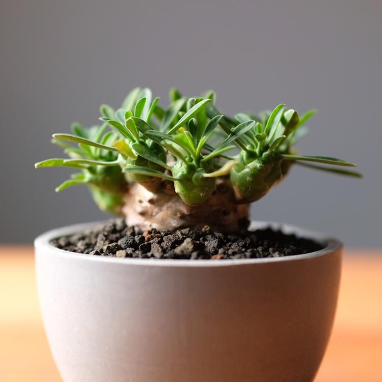ユーフォルビア 峨眉山 鉢セット - 観葉植物・生花・ドライ ユーフォルビア 峨眉山 鉢セット - 観葉植物・生花・ドライ