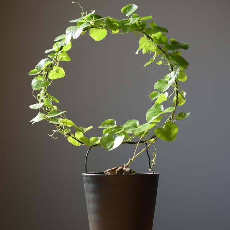 ディスコレア エレファンティペス 亀甲竜 - 観葉植物・生花