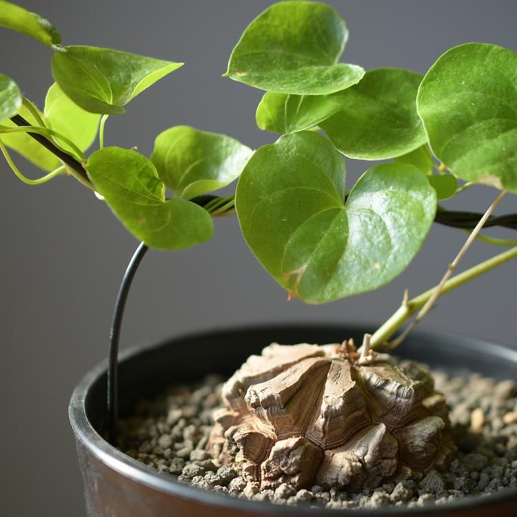 ディスコレア エレファンティペス 亀甲竜 - 観葉植物・生花 ディスコレア エレファンティペス 亀甲竜 - 観葉植物・生花