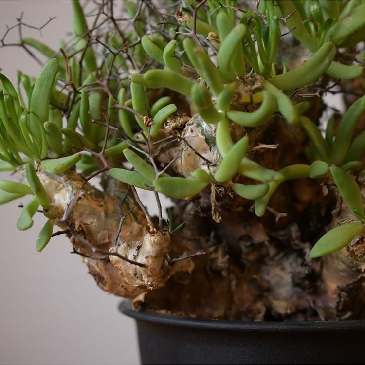 塊根植物:チレコドン・レティキュラーツス/万物想 (現地球、発根 塊根植物:チレコドン・レティキュラーツス/万物想 (現地球、発根