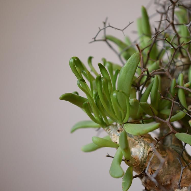 チレコドン レティキュラーツス 万物想 - 観葉植物・生花 チレコドン レティキュラーツス 万物想 - 観葉植物・生花