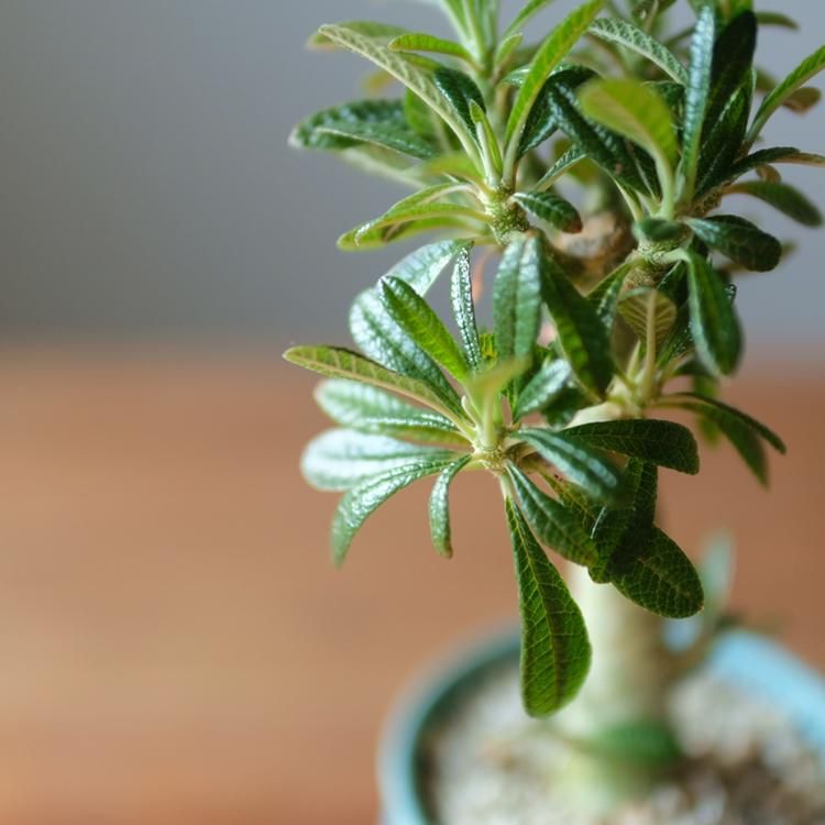 レア/塊根植物】ドルステニア ギガス 鉢植え - メルカリ
