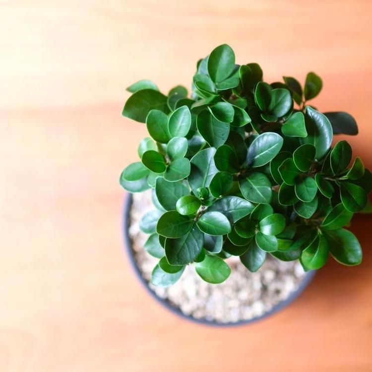 ガジュマル 鉢セット - 観葉植物・生花・ドライフラワー通販