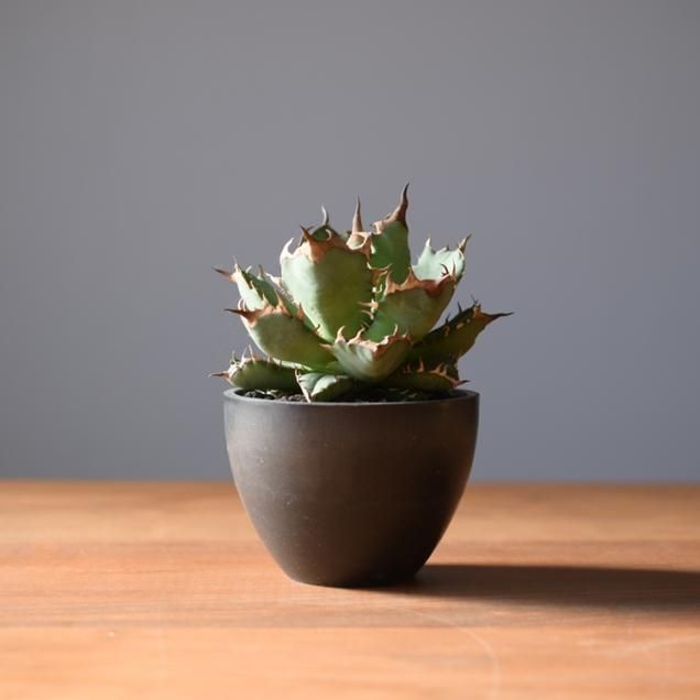 アガベ - 観葉植物・生花・ドライフラワー通販 SULK GREEN アガベ - 観葉植物・生花・ドライフラワー通販 SULK GREEN