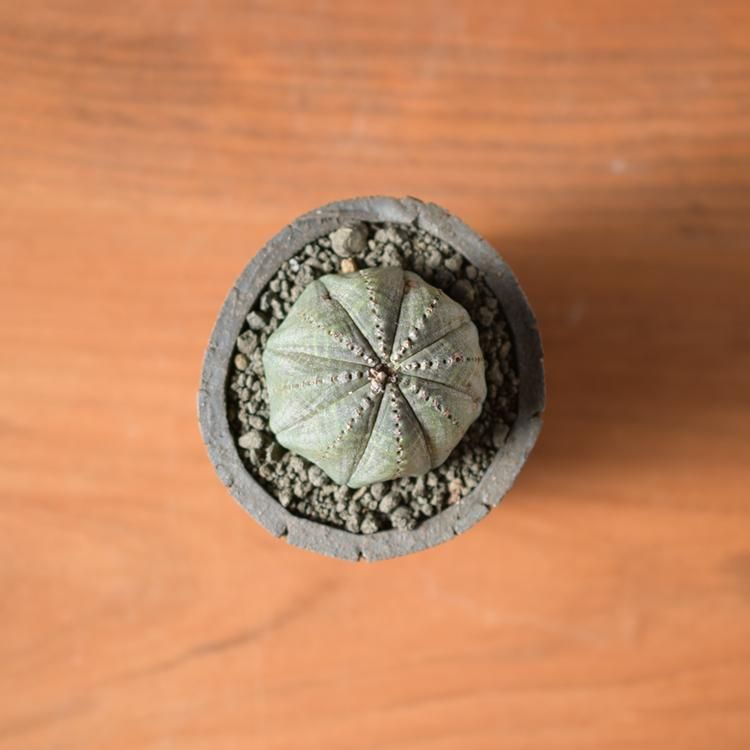 ユーフォルビア オベサ 鉢セット - 観葉植物・生花・ドライ ユーフォルビア オベサ 鉢セット - 観葉植物・生花・ドライ