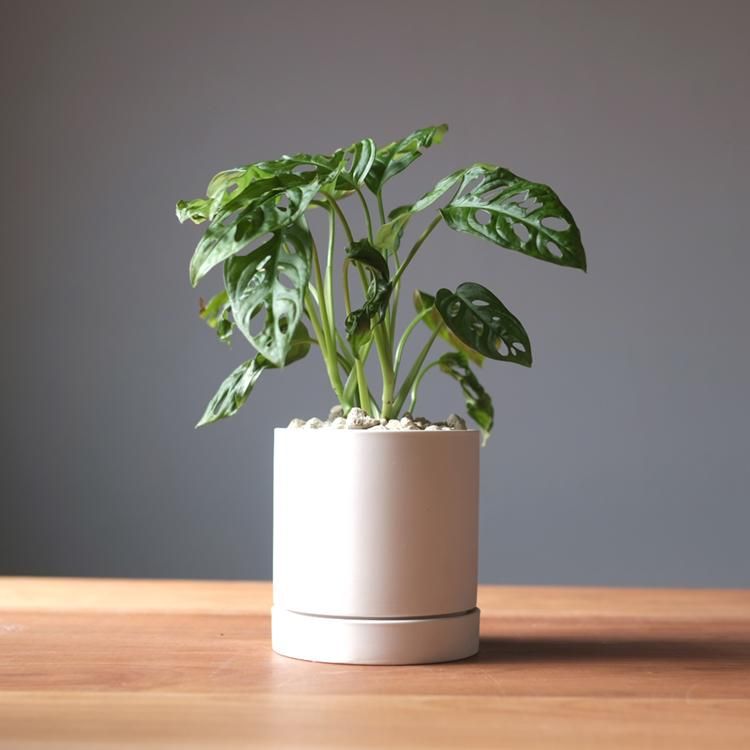 マドカズラ 鉢セット - 観葉植物・生花・ドライフラワー通販 SULK GREEN