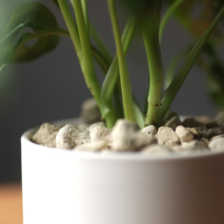 マドカズラ 鉢セット - 観葉植物・生花・ドライフラワー通販 SULK GREEN