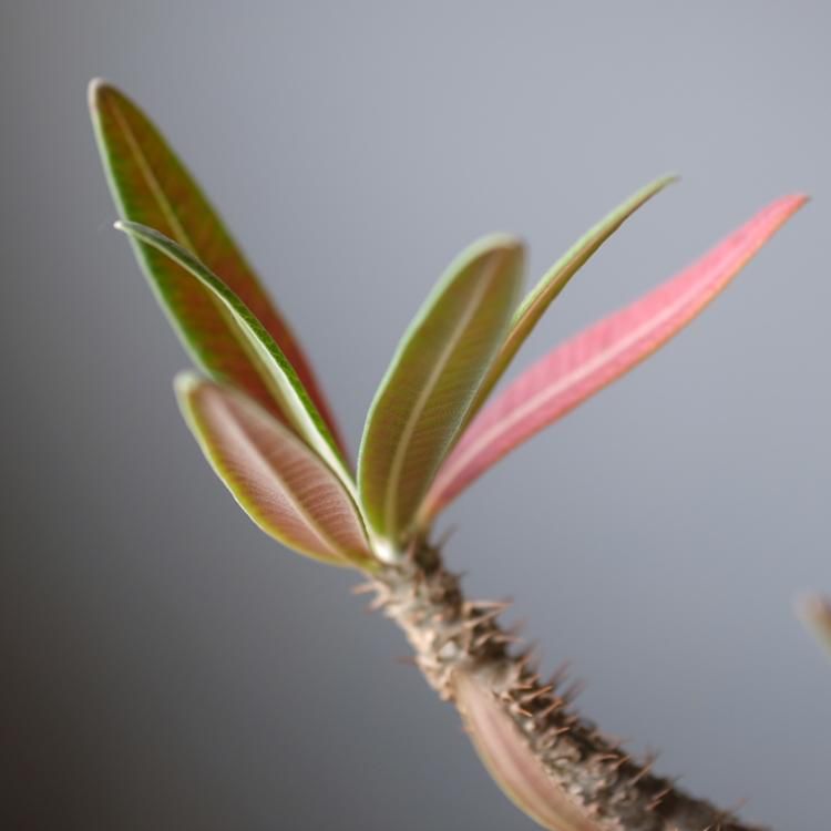 パキポディウム グラキリス 象牙宮 現地球 L - 観葉植物・生花 パキポディウム グラキリス 象牙宮 現地球 L - 観葉植物・生花
