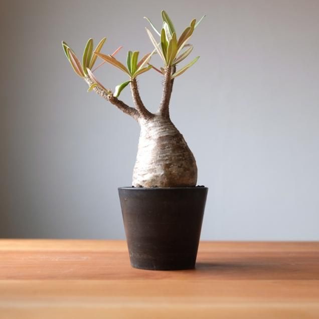 コーデックス（塊根植物） - 観葉植物・生花・ドライフラワー