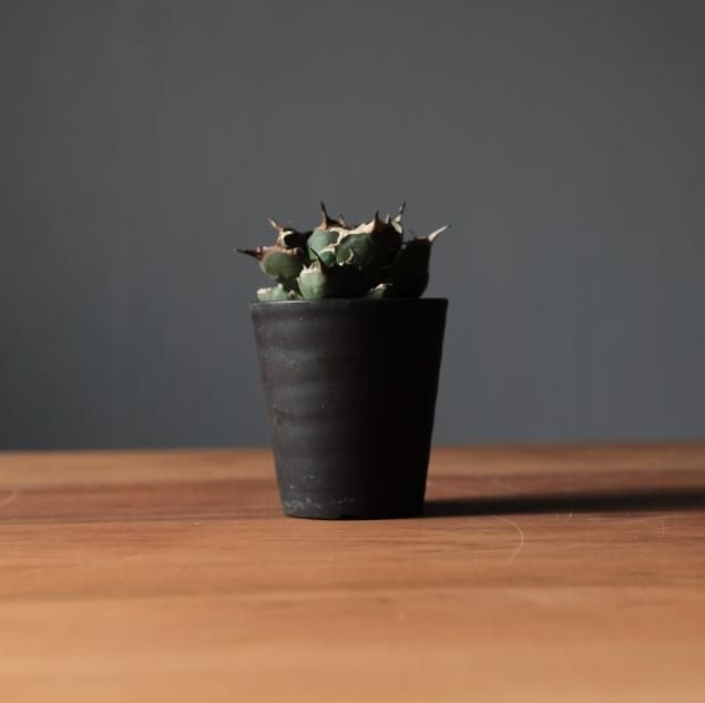 アガベ - 観葉植物・生花・ドライフラワー通販 SULK GREEN アガベ - 観葉植物・生花・ドライフラワー通販 SULK GREEN