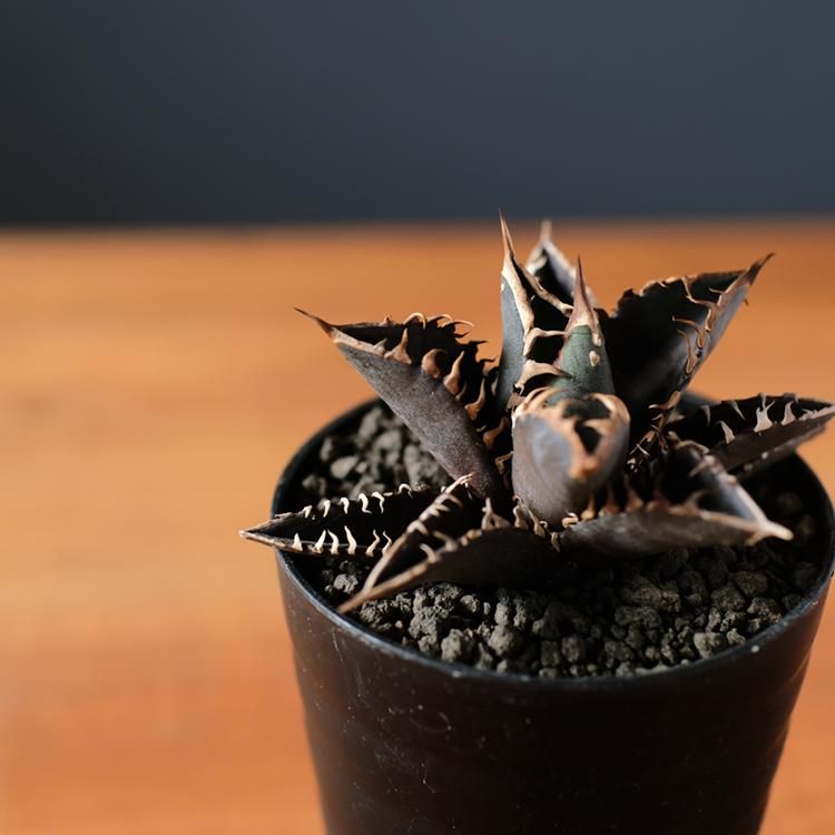 アガベ チタノタ レッドキャットウィーズル 3.5号 - 観葉植物 アガベ チタノタ レッドキャットウィーズル 3.5号 - 観葉植物
