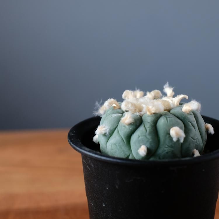 サボテン ロフォフォラ フリチー 銀冠玉 - 観葉植物・生花 サボテン ロフォフォラ フリチー 銀冠玉 - 観葉植物・生花