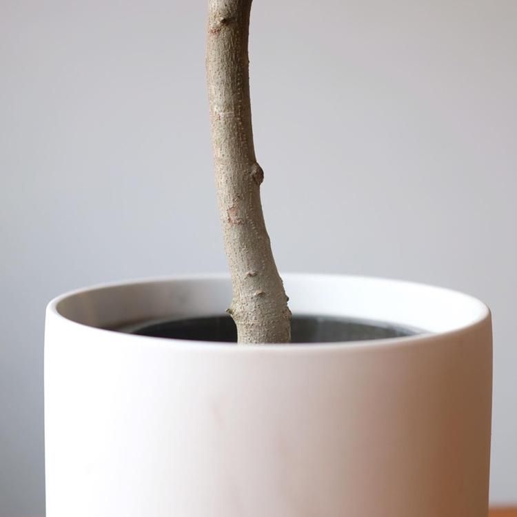 オリーブ　古木　ネバディロブランコ　５号陶器鉢つき オリーブ 古木 ネバディロブランコ 5号陶器鉢つき - メルカリ