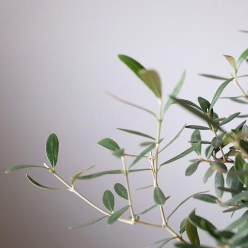 オリーブ ネバディロブランコ 鉢セット - 観葉植物・生花 オリーブ ネバディロブランコ 鉢セット - 観葉植物・生花