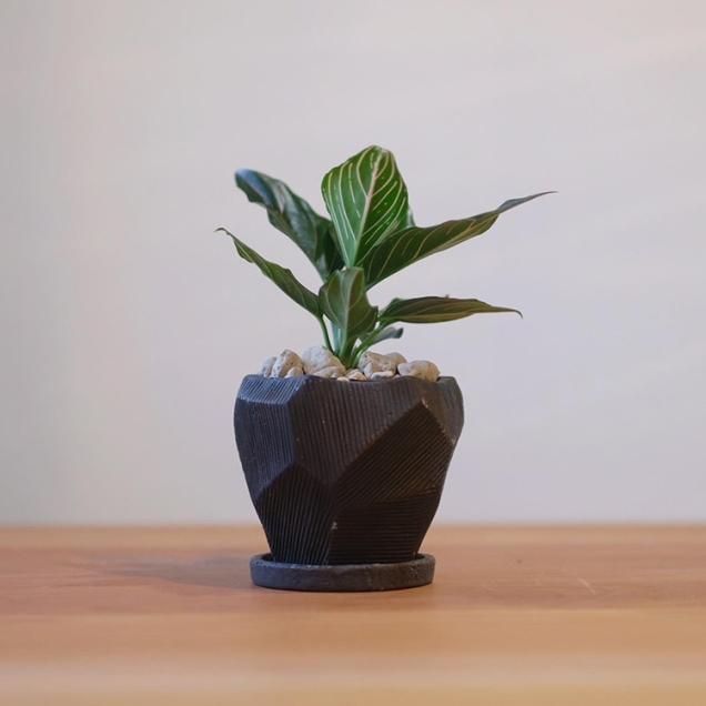 送料無料 - 観葉植物・生花・ドライフラワー通販 SULK GREEN 送料無料 - 観葉植物・生花・ドライフラワー通販 SULK GREEN