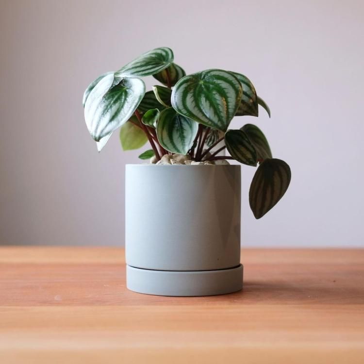 ペペロミア　サンデルシー　スイカペペ　抜き苗 大株 ペペロミア サンデルシー○スイカペペロミア スイカペペ 半