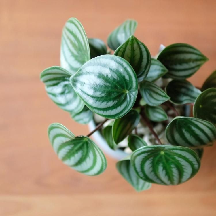 ペペロミア サンデルシー スイカペペ 鉢セット - 観葉植物・生花