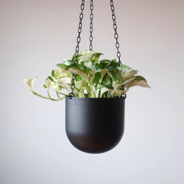 ポトス ステータス 5号 - 観葉植物・生花・ドライフラワー通販