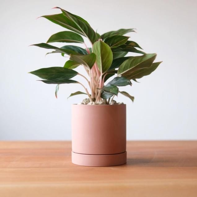 送料無料 - 観葉植物・生花・ドライフラワー通販 SULK GREEN 送料無料 - 観葉植物・生花・ドライフラワー通販 SULK GREEN