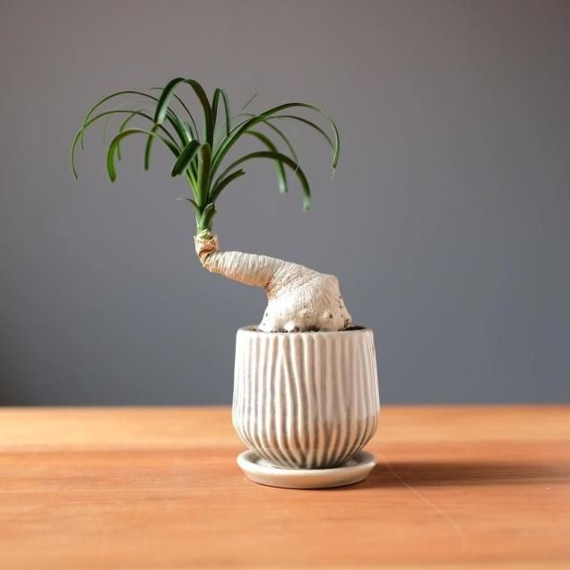 送料無料 - 観葉植物・生花・ドライフラワー通販 SULK GREEN 送料無料 - 観葉植物・生花・ドライフラワー通販 SULK GREEN