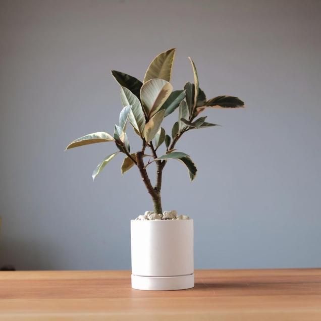 送料無料 - 観葉植物・生花・ドライフラワー通販 SULK GREEN 送料無料 - 観葉植物・生花・ドライフラワー通販 SULK GREEN