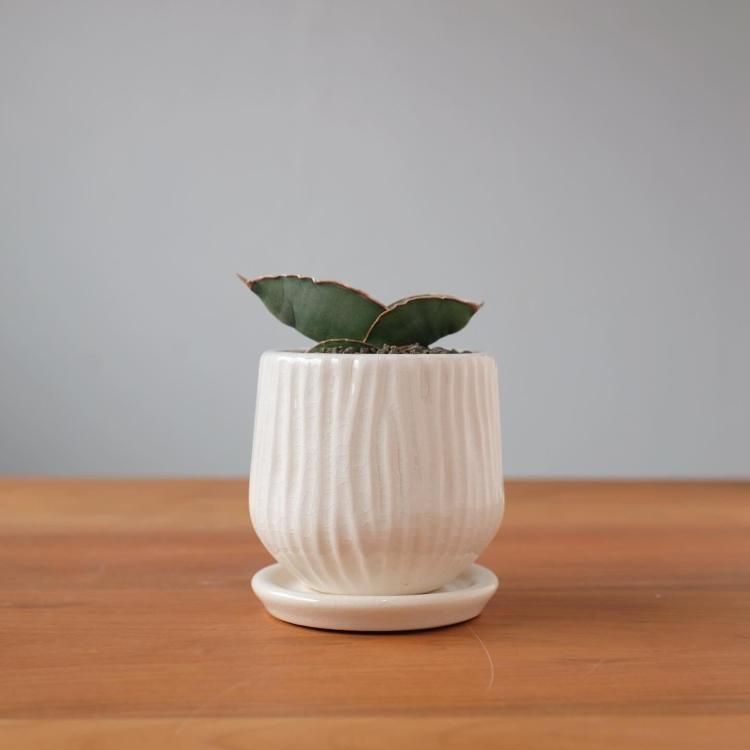 サンスベリア サムライドワーフ ファイバー鉢 お皿付き サンスベリア サムライドワーフ ファイバー鉢 お皿付き