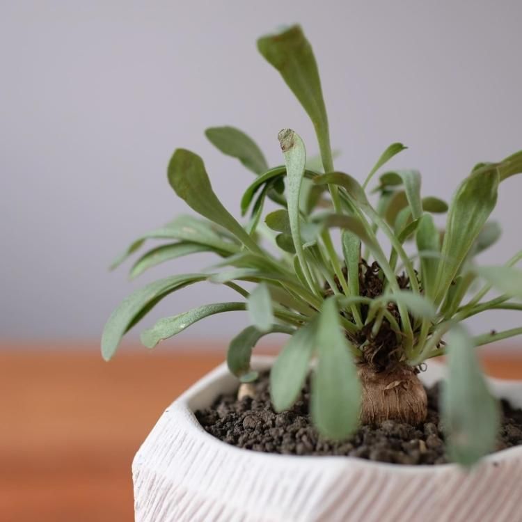 オトンナ スタインコフ×ユーフォルビオイデス 鉢セット - 観葉植物