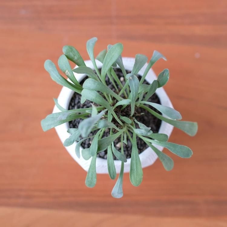 オトンナ スタインコフ×ユーフォルビオイデス 鉢セット - 観葉植物