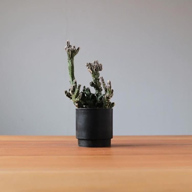 モンビレア 残雪の峰 鉢セット - 観葉植物・生花・ドライ