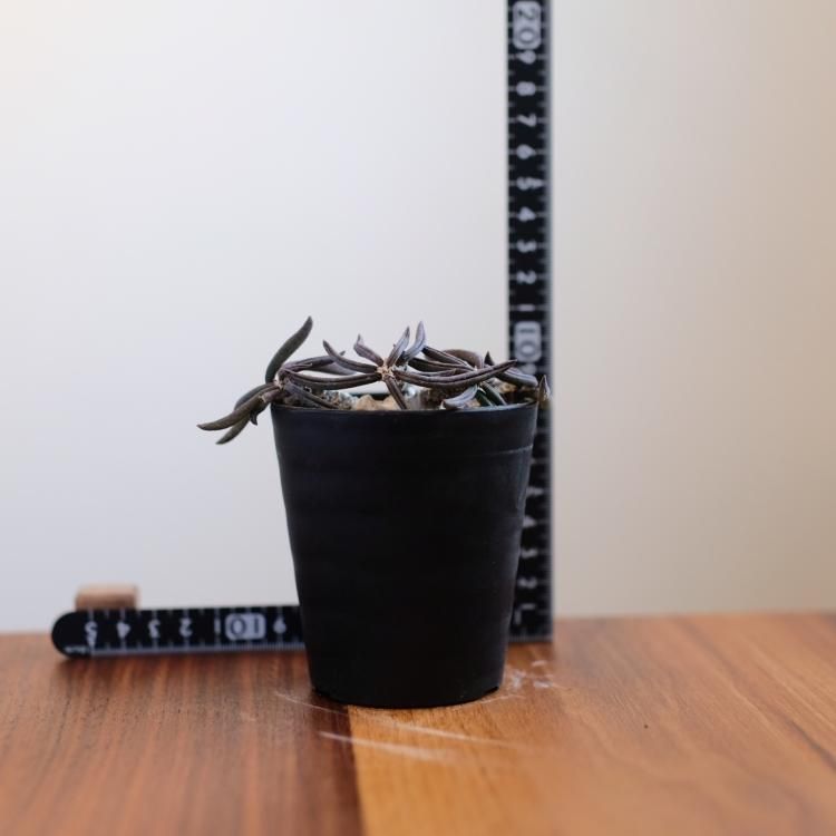 ユーフォルビア キリンドリフォリア - 観葉植物・生花・ドライ ユーフォルビア キリンドリフォリア - 観葉植物・生花・ドライ