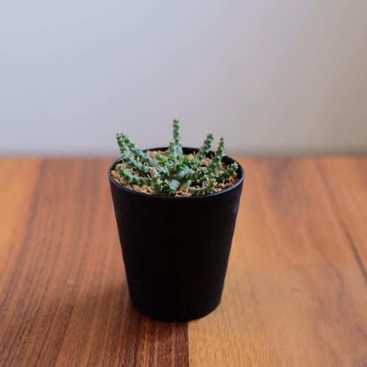 ユーフォルビア ゴルゴニス 金輪際 - 観葉植物・生花・ドライ