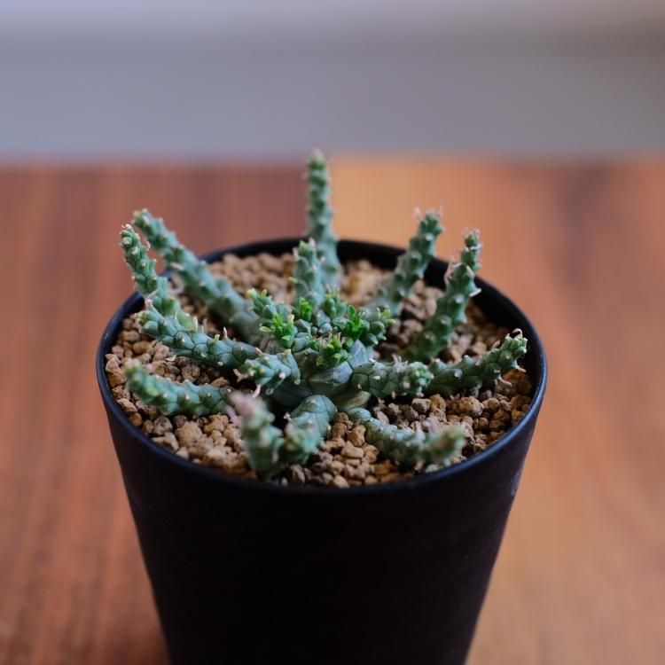 ユーフォルビア ゴルゴニス 金輪際 - 観葉植物・生花・ドライ ユーフォルビア ゴルゴニス 金輪際 - 観葉植物・生花・ドライ