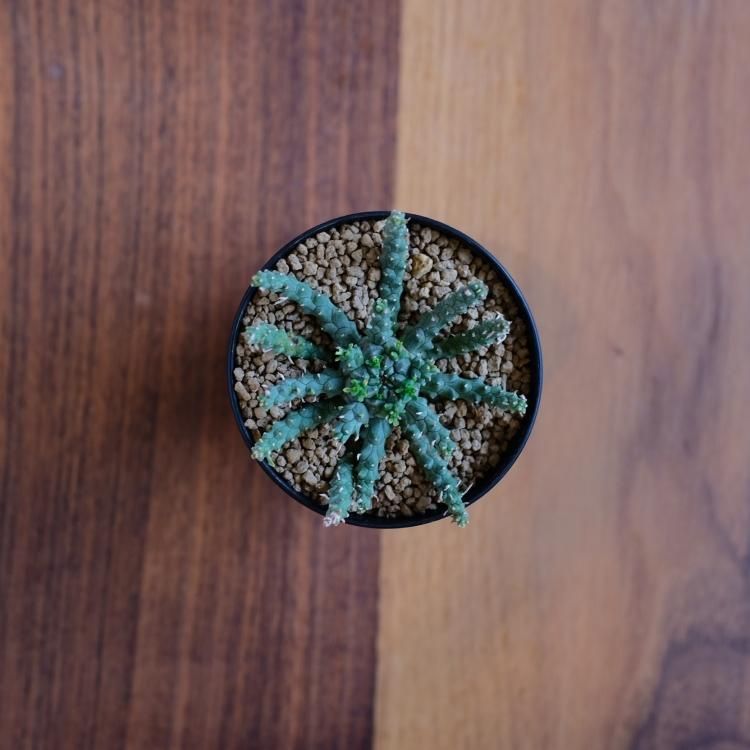 ユーフォルビア ゴルゴニス 金輪際 - 観葉植物・生花・ドライ ユーフォルビア ゴルゴニス 金輪際 - 観葉植物・生花・ドライ